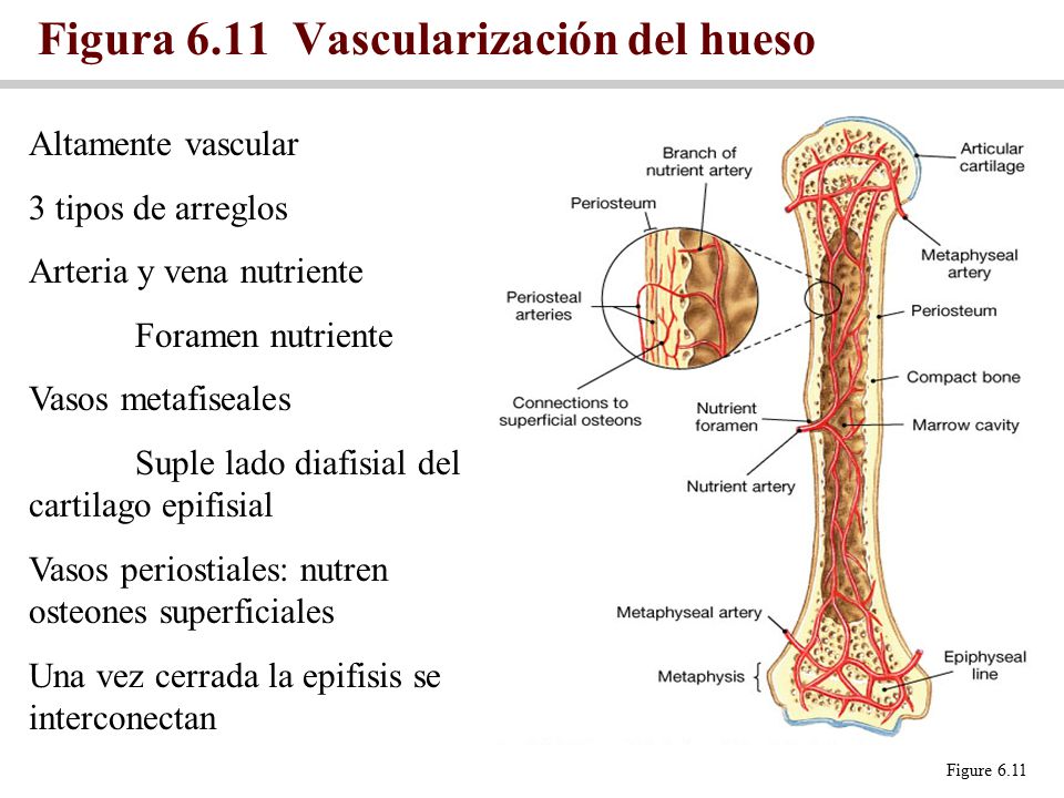 Venas y arterias del hueso Venas y arterias del hueso